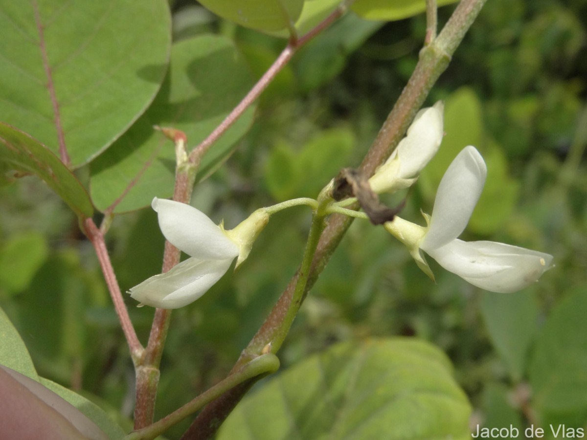 Dendrolobium umbellatum (L.) Benth.